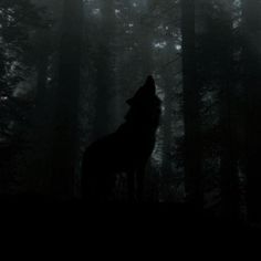 a lone wolf standing in the middle of a forest at night with its head turned to the right