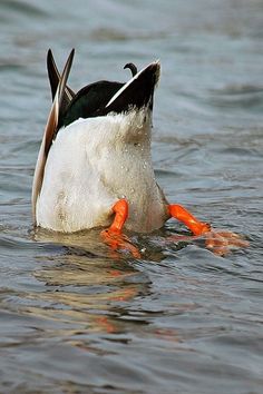 a duck is swimming in the water with it's head above the water surface