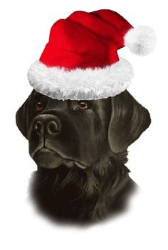 a black dog wearing a santa claus hat