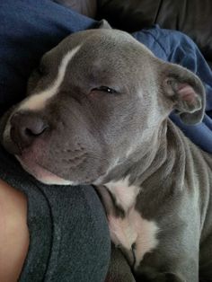 a gray and white pitbull sleeping on someone's lap