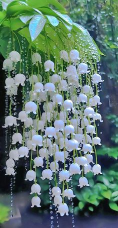 white flowers hanging from the side of a green leafy plant with water droplets on it