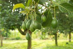 an avocado tree with green fruit hanging from it's branches and leaves