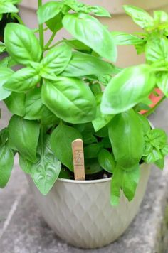 a potted plant with green leaves on the ground