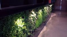 an indoor plant wall with plants growing on it's sides and lights shining through the leaves