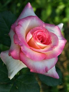 a pink and white rose with green leaves