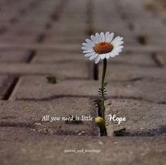 a single white flower sitting in the middle of a brick road with an inspirational quote above it