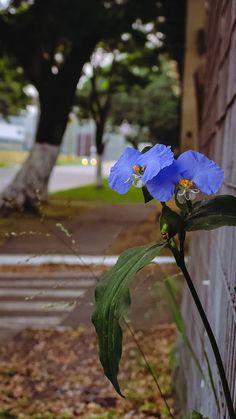 two blue flowers are growing on the side of a building next to a road and trees