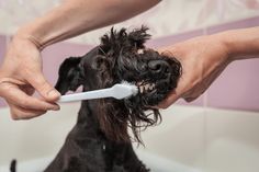 a person brushing their dog's hair in the bathtub with a toothbrush