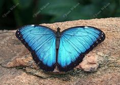 a blue butterfly sitting on top of a rock