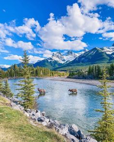 some animals are standing in the water near trees and mountains on a sunny day with blue sky