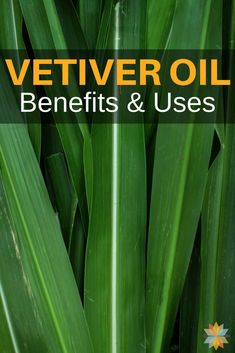 Vetiver Essential Oil Uses, Oils For Scars, Acupuncture Benefits, Vetiver Oil, Vetiver Essential Oil, Essential Oil Companies, Essential Oil Jewelry, Patchouli Essential Oil, Essential Oil Benefits