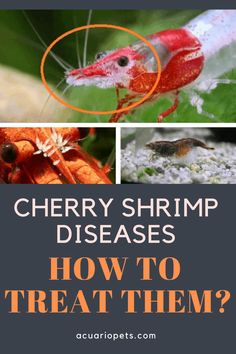 cherry shrimp disease and how to treat them