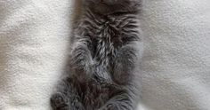 a small gray kitten laying on top of a white blanket