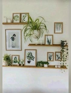 some plants and pictures are hanging on the wall