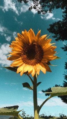 a large yellow sunflower is in the foreground with blue sky and clouds behind it