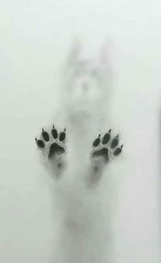 a cat's paw prints are seen in the snow