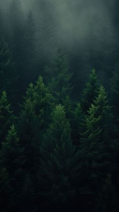 Deep pine forest green outdoors woodland. | premium image by rawpixel.com Deep Green Aesthetic, Emerald Aesthetic, Forest Green Aesthetic, Forest Green Wallpaper, Minimalist Iphone Wallpaper, Dark Green Forest, Aesthetic Android, Green Nature Wallpaper, Pine Tree Forest