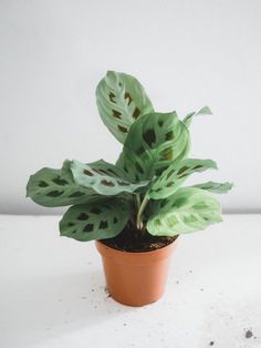 a potted plant sitting on top of a white table