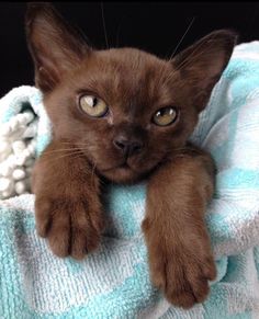 a small brown cat laying on top of a blue and white blanket with its paw hanging out