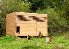 three goats are standing in the grass near a small wooden structure that is made out of wood