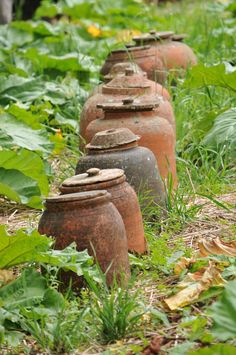 several old vases are lined up in the grass near some weeds and other plants