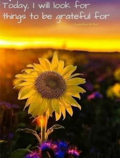 a sunflower with the words today i will look for things to be grateful for