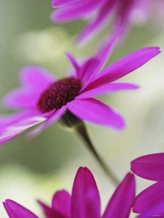 two purple flowers that are next to each other