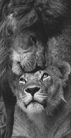 black and white photo of two lions with their heads touching each other's noses