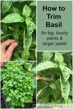 how to trim basil for big bushy plants and larger yields