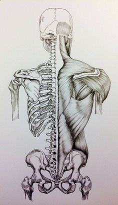 a drawing of the back of a human skeleton