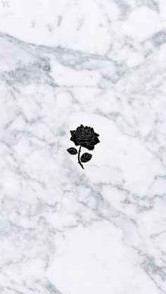 a black rose sitting on top of a white marble counter