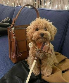 a dog sitting on a couch next to a purse