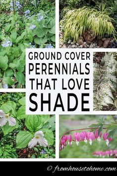 various plants and flowers with text overlay that reads ground cover perennials that love shade