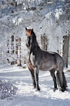 a horse standing in the snow next to trees