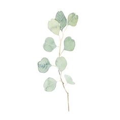 a watercolor painting of leaves on a white background