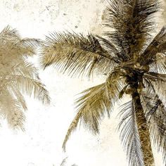 two palm trees in front of a white background