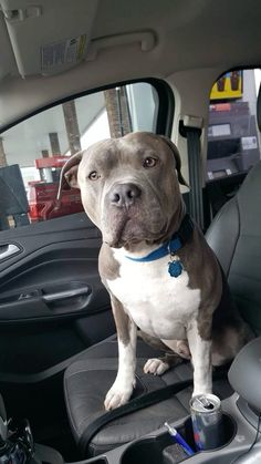 a brown and white dog sitting in the back seat of a car next to a soda can