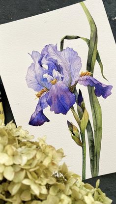 a watercolor painting of purple irises on white paper next to green stems and flowers