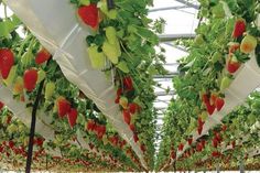 many strawberries are growing in the greenhouse