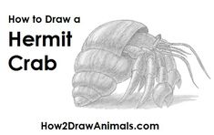 how to draw a hermit crab