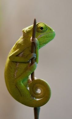 a green chamelon sitting on top of a stick