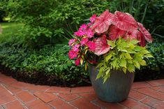 a potted plant sitting on top of a brick walkway