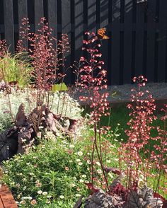 some pink flowers and other plants in a small garden by a wooden walkway with black fence