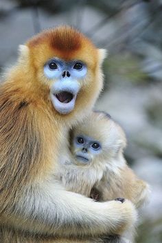 an orange and white monkey with its baby