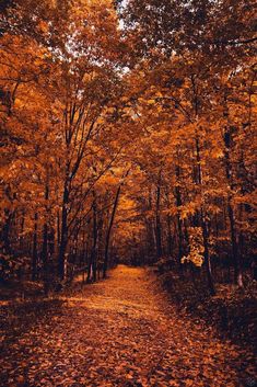 a dirt road surrounded by lots of trees with orange leaves on the ground in front of it