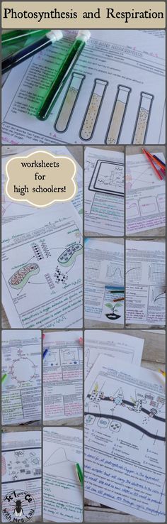 the worksheet for photosynths and respirators is shown here