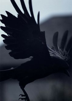 a black bird flying in the air with its wings spread