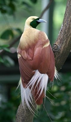 a colorful bird sitting on top of a tree branch