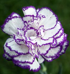 a purple and white flower with green background