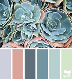 a bunch of succulents with different colors in the center and bottom half